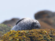 �R���u�{�[�g�N���[�Y�̎ʐ^4