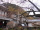 河津桜原木の写真1