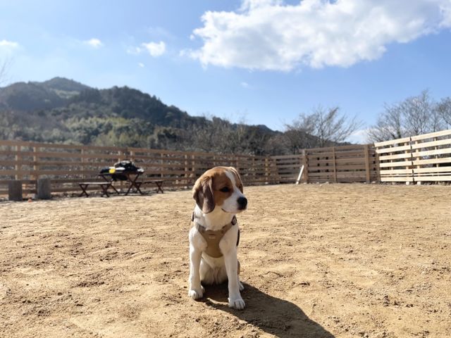 �h�b�O���������݂���Ă��܂��B�v���؂葖�点�Ă����Ă��������ˁB���킢�����Ƒ��ƈꏏ�ɃL�����v�����y���݂��������B_�O���Y���[BBQ&CAMP