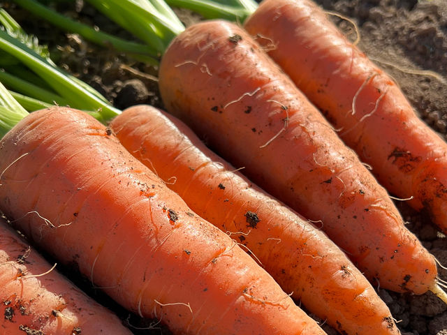 �~�̂������ߖ�؂R�@�����قǂ̊Â��u�Ãj���W�� �Ô��l�v_�{�c�_��