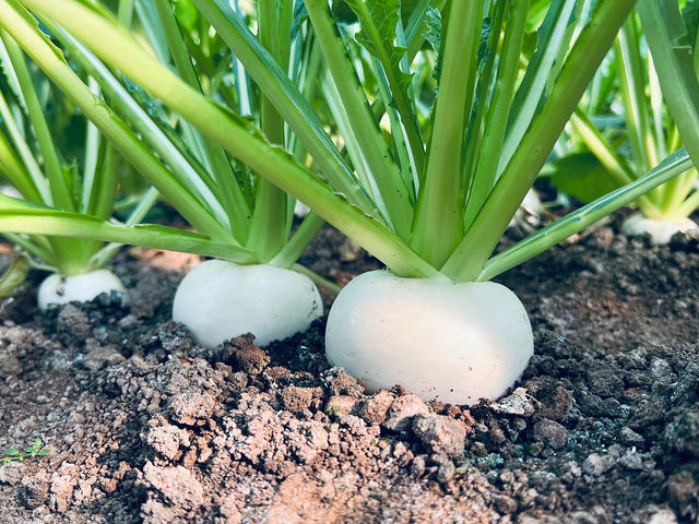 �~�̂������ߖ�؂S�@�ʖ��s�[�`�J�u�u�T���_�J�u �͂��ꂢ�v_�{�c�_��