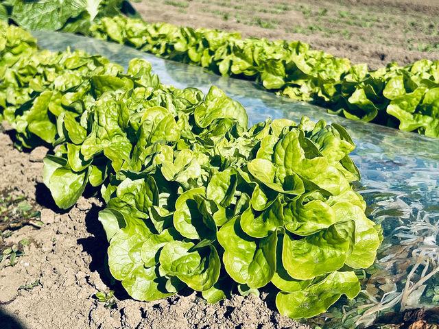 ���^�X�����ł��S���_�{�c�_��