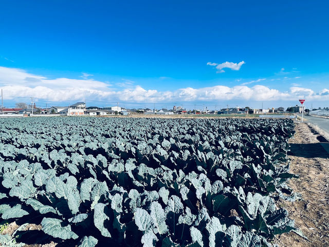 �A���b�^�̔�_�{�c�_��