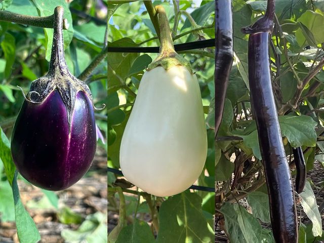 ���i�X�A���i�X�A���i�X�B�ǂ���������߂ł��I_�{�c�_��