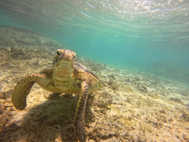 �y�E�~�K���V���m�[�P�����O�z_Leap Scuba Amami