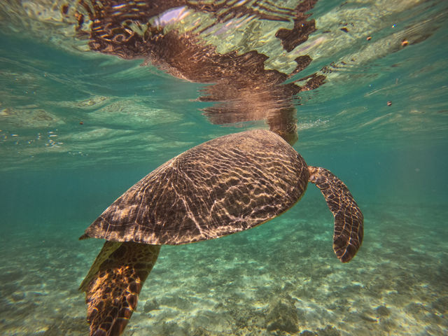 �y�E�~�K���V���m�[�P�����O�z���p���̏u��_Leap Scuba Amami