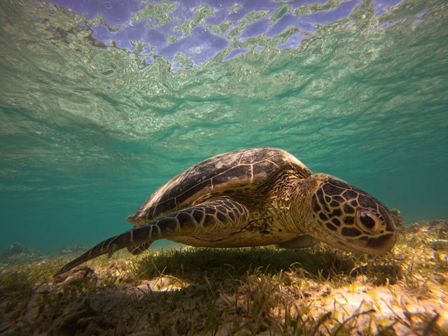 �y�E�~�K���V���m�[�P�����O�z�H�����̃E�~�K��_Leap Scuba Amami