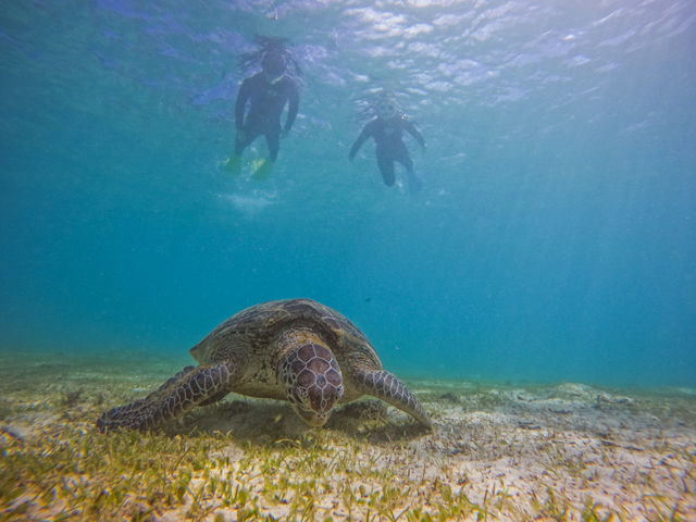 �y�E�~�K���V���m�[�P�����O�z_Leap Scuba Amami