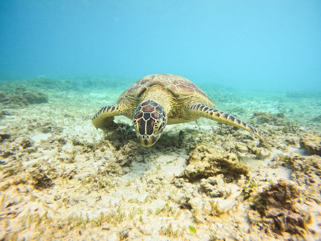 �y�E�~�K���V���m�[�P�����O�z_Leap Scuba Amami