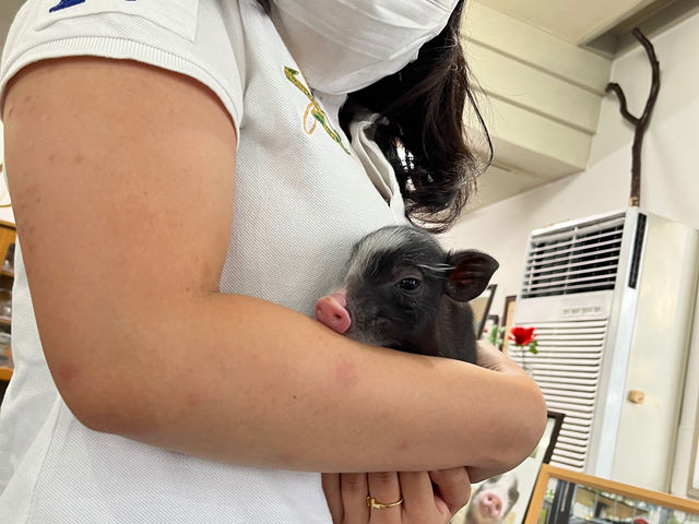 �}�C�N���Ԃ��J�t�F���s