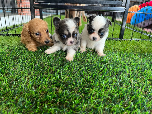 �����q�����Q��_�}�C�N���Ԃ��J�t�F���s