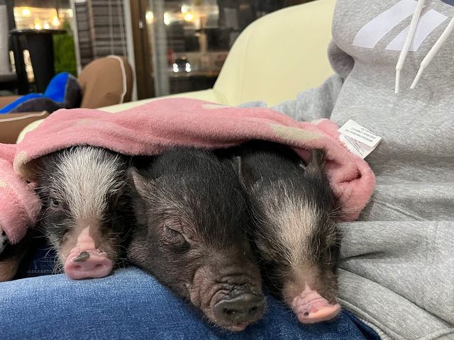 ����3�Z���́A���}���\�ł��B�����k�͂��C�y�ɂǂ���_�}�C�N���Ԃ��J�t�F���s