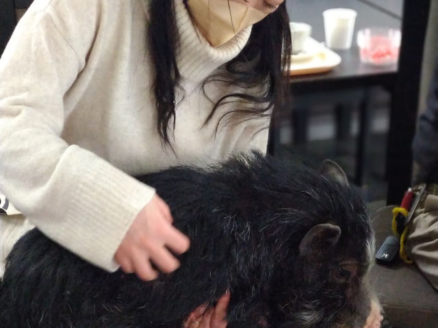 �U�΂�12kg!���{�ꏬ�������ʂȂԂ�����ł��B_�}�C�N���Ԃ��J�t�F���s