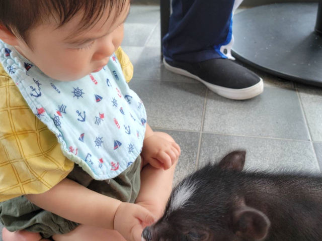 �c���ɂ��D�����ڂ���q�؁B���a�ȃ}�C�N���u�^��o�̓Ǝ����������Ă��܂��B_�}�C�N���Ԃ��J�t�F���s