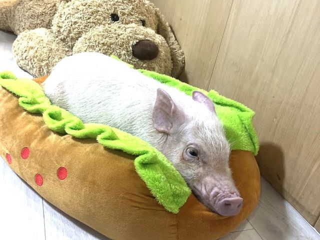 �z�b�g�h�b�N�̋�ɂȂ������������_�}�C�N���Ԃ��J�t�F���s