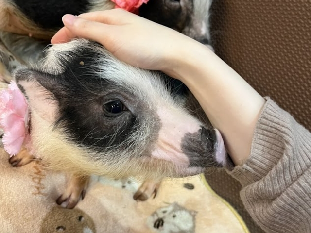 ���i���X�[�W�[3�΂ł��̃T�C�Y�B���ꂪ�}�C�N���u�^_�}�C�N���Ԃ��J�t�F���s