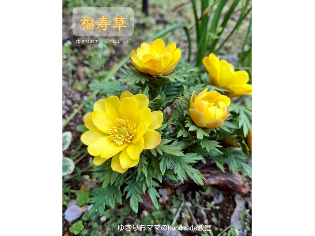 �S�y�̂���_�~�j�`���A�ƃN���C�t�����[�̂䂫�肨�}�}��Handmade����