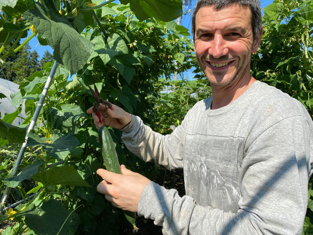 ���イ��A�Ȃ��A�g�}�g�Ȃǂ̉Ė�؂̎��n���̌��ł��܂��B_��悢�_��