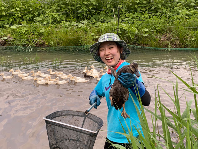 ���K�r����c��ڂɈ����z�����邽�߂ɕ߂܂��Ă��܂��B����Ȏ���6�����{�ɂ͂ł��܂��B_��悢�_��