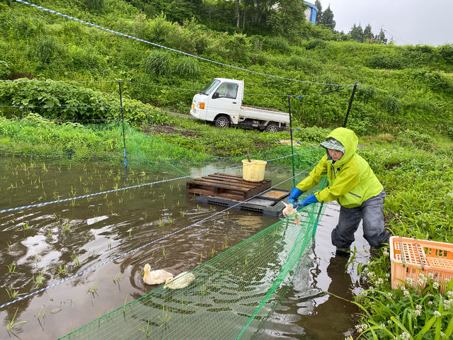 �c��ڂɈ����z���B��Ƌ��ɑ傫���Ȃ��Ă����܂��B_��悢�_��