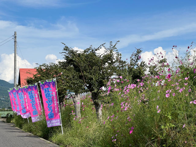 �g��i�����ˁj�Ԃǂ���