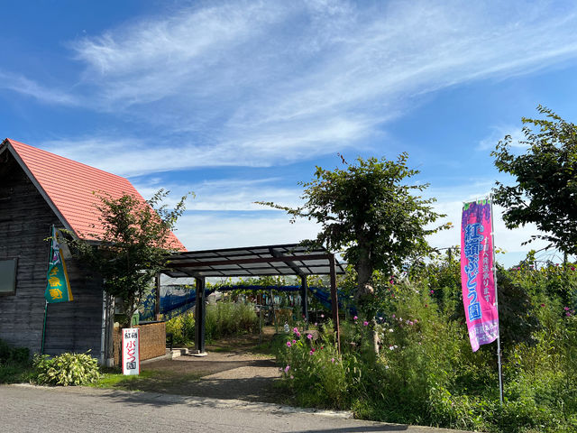 �g��i�����ˁj�Ԃǂ���