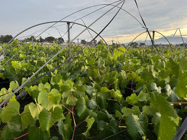 �g��i�����ˁj�Ԃǂ���