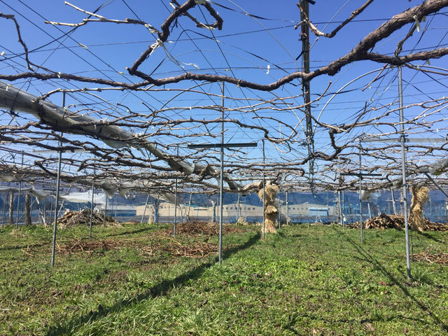 �g��i�����ˁj�Ԃǂ���