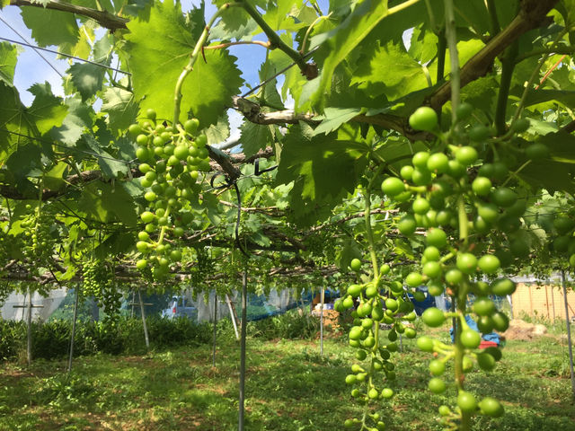 �g��i�����ˁj�Ԃǂ���