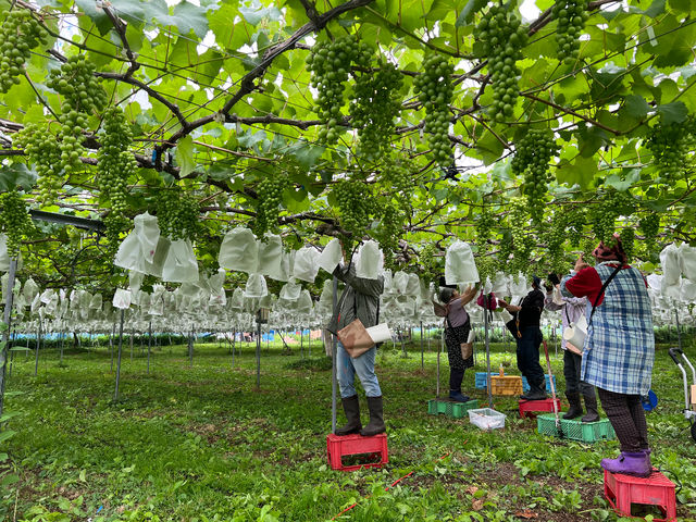 �g��i�����ˁj�Ԃǂ���