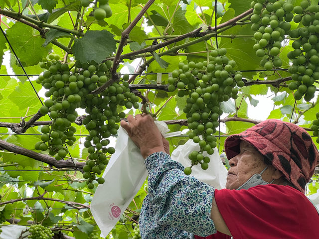 �g��i�����ˁj�Ԃǂ���