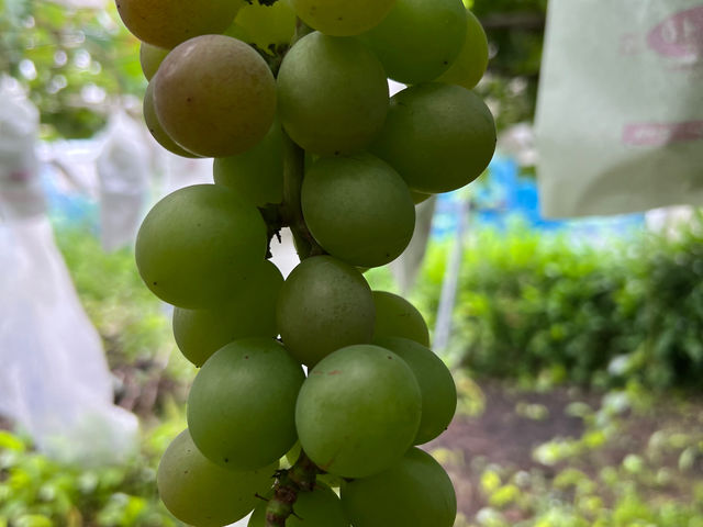 �g��i�����ˁj�Ԃǂ���