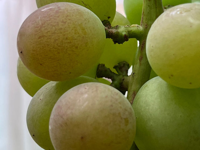 �g��i�����ˁj�Ԃǂ���