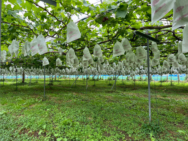 �g��i�����ˁj�Ԃǂ���