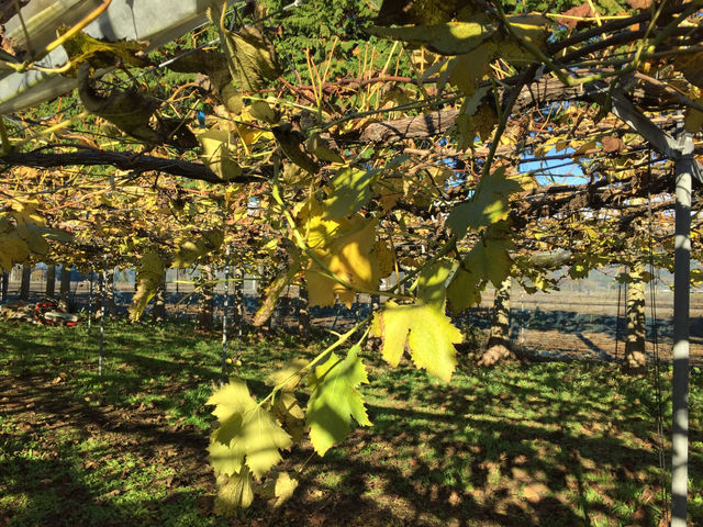 �g��i�����ˁj�Ԃǂ���