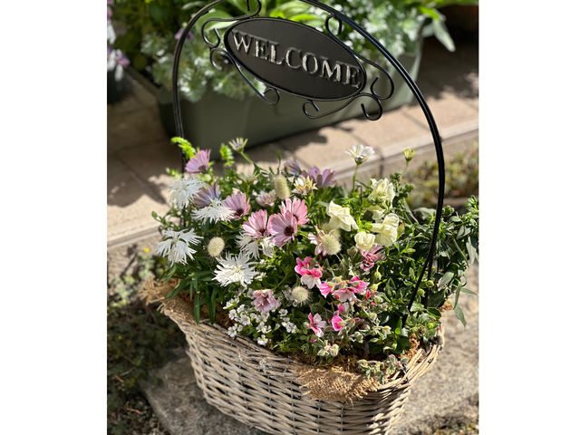 Biflam(�r�t����)