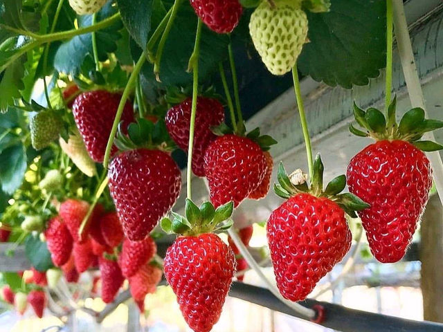 �ό��_���X�}�C���t�@�[���̂��������́A�Â��ĐV�N�Ȃ�������H�ו���Ŋy���߂�l�C�X�|�b�g�B�Ƒ���F�l�Ɠ��ʂȎ��Ԃ��߂����܂��I_�ό��_���X�}�C���t�@�[��