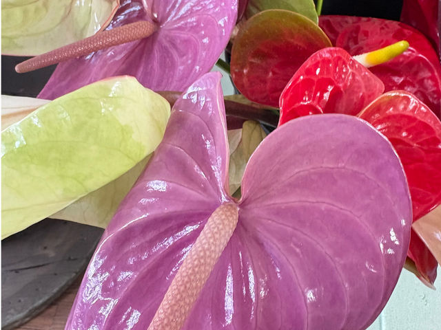 �傫�ȃA���X���E���͑N�₩�ȐԂƉ��₩�ȗt�����́B���݊����Q�ŁA��Ԃ���C�ɉ؂₩�ɍʂ��Ă����l�C�̊ϗt�A���ł��I�I_�ό��_���X�}�C���t�@�[��