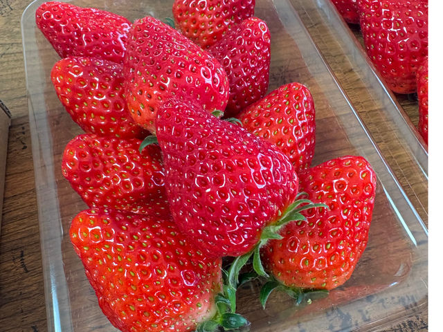 �������ł͐V�N�Ȓ��E��䕂�̔����B�݂��݂������Â݂����Ղ�̂������͍�����L���ŁA���̂܂܂ł��X�C�[�c�ɂ��҂�����B���蕨�ɂ���΂���i�ł��I_�ό��_���X�}�C���t�@�[��