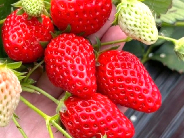 �������͎��ł͂Ȃ��A�\�ʂ̂ԂԈ����ʎ��ŐԂ������͉ԑ�B���n����Ǐn�����Â��Ȃ�Ȃ����߁A�V�N�Ȃ����ɐH�ׂ�̂���Ԃ��������Ƃ���Ă��܂��I�I�I_�ό��_���X�}�C���t�@�[��