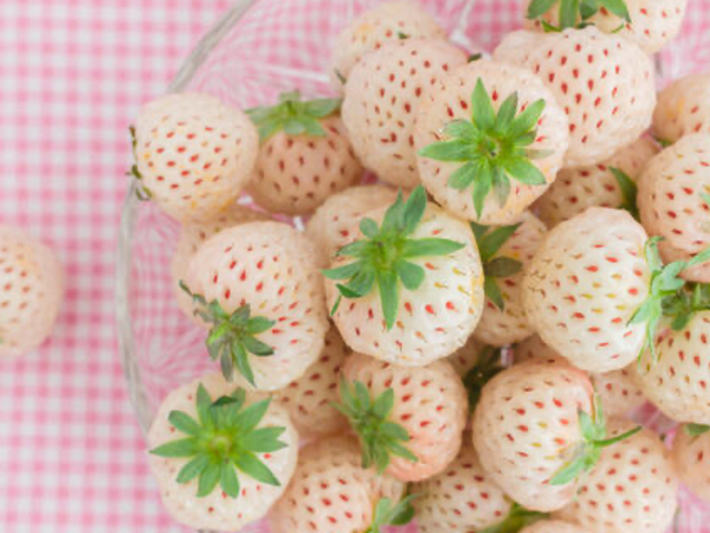 �a�c�͂��͊󏭂Ȕ��������ŁA�₳�����Â��Ə�i�ȍ��肪���́B�����ڂ����������ʊ�������A���蕨����ʂȓ��̃f�U�[�g�ɂ��҂�����̈ꗱ�ł��I_�ό��_���X�}�C���t�@�[��