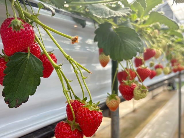 ���������͐V�N�Ȃ����������̏�Ŗ��킦���ґ�ȑ̌��B�H�ה�ׂ��ł���y�����ɉ����A���R�̒��Ń��t���b�V���ł��A�Ƒ���F�l�Ƃ̎v���o���ɂ��œK�ł��I_�ό��_���X�}�C���t�@�[��