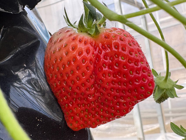 �ό`�����������͈�ԊÂ����Ēm���Ă��H�`���s�����ł��h�{����������s���͂��A���x�������Ȃ邱�Ƃ��B�����ڂɘf�킳�ꂸ�A���d���őI�Ԃ̂��ʂ̊y���ݕ��ł��I�I_�ό��_���X�}�C���t�@�[��