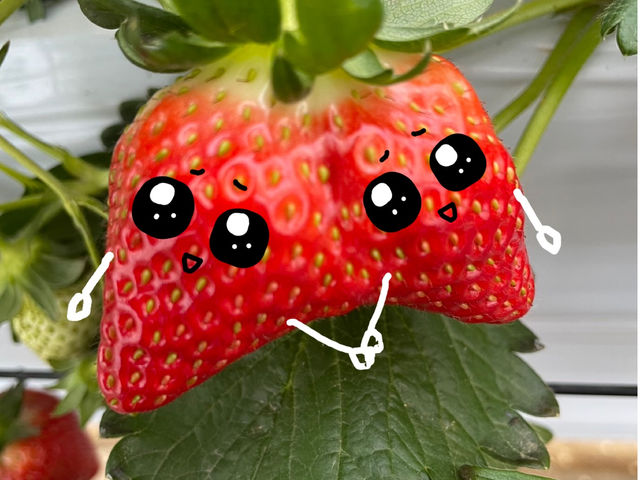 �ό`�̉������ǂ��C�`�S����ł��I_�ό��_���X�}�C���t�@�[��