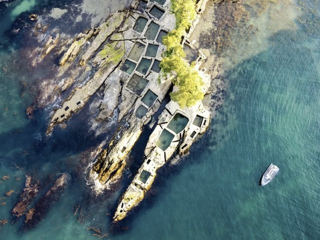 ���R�̃C�P�X ���S�N�O�ɁA�l�̎�ɂ��������đ���ꂽ�C�P�X�����ł��c���Ă���܂��B_Seafari Japan