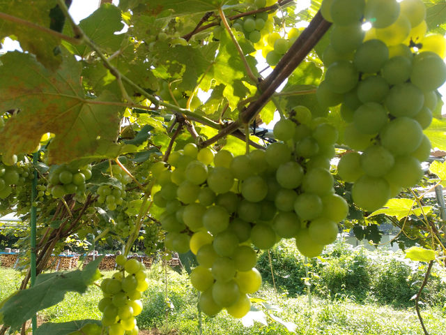 �����ɂ���Ă̓t���[�c�����n�̌��ł��܂��I_�q���_��