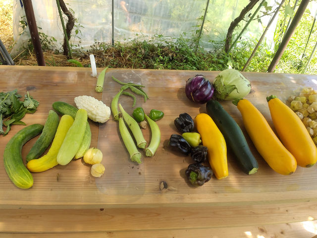 �{�̖�؂����n�̌��ł��܂��I�̂����ꕔ�̖�؂͂��̏�Œ������Ē񋟁I_�q���_��