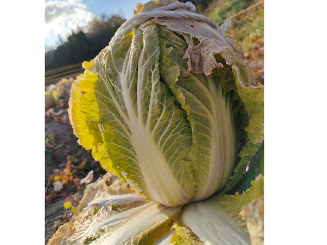 �R�ł͖�؂���ĂĂ��܂�_�ό��_�R �]���Ԋ}�R