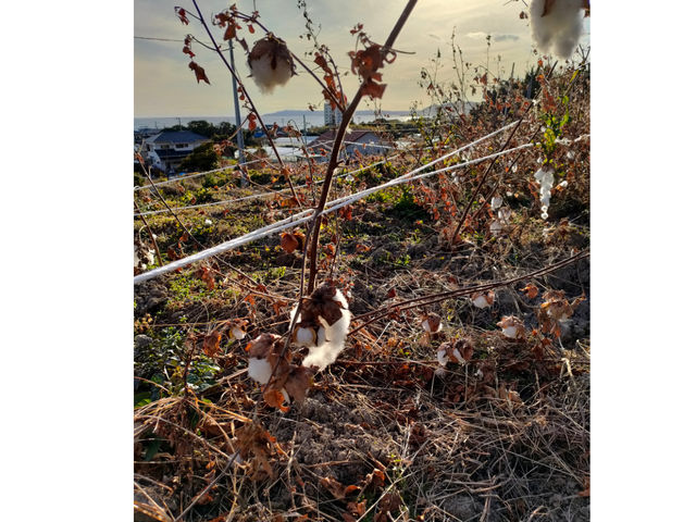 �a�Ȃ���Ă�v���W�F�N�g�ɂ��Q�����I_�ό��_�R �]���Ԋ}�R