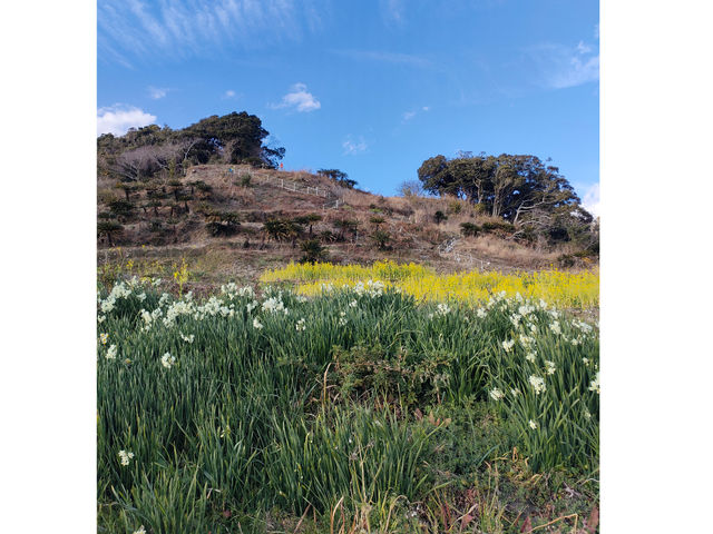 ����ƍ؂̉Ԃ̒������R���{�I_�ό��_�R �]���Ԋ}�R